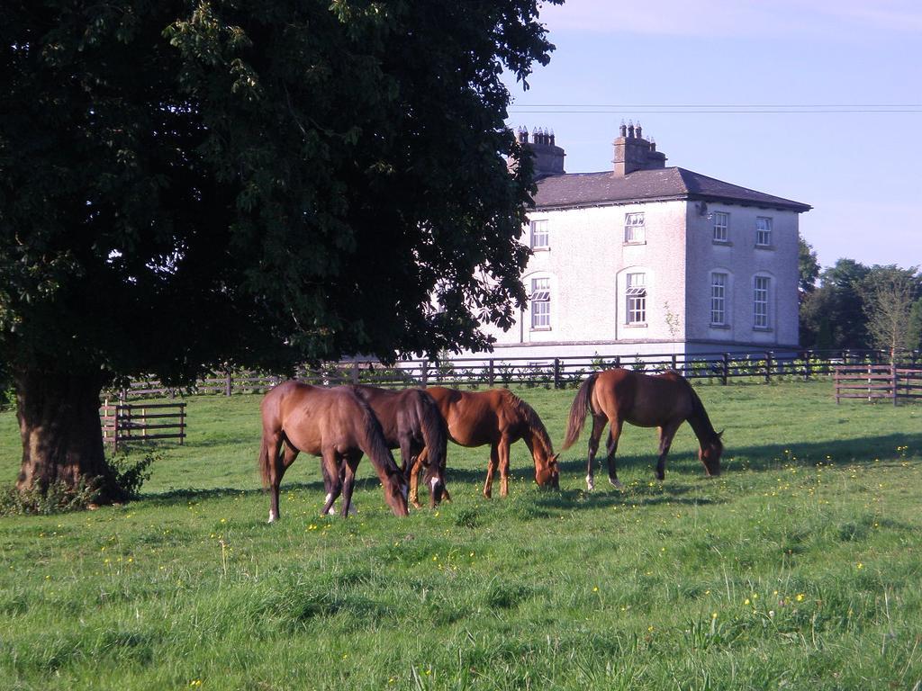 Glebe House Affittacamere Taghshinny Esterno foto